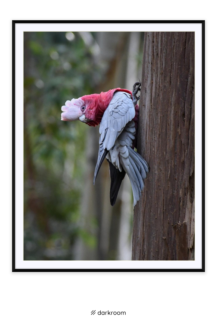 Australian Galah at Warrawong Wildlife Sanctuary