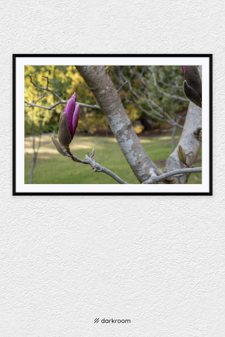 Magnolia about to bloom. Mount Lofty Botanic Gardens, August 2024. Nikon D7500